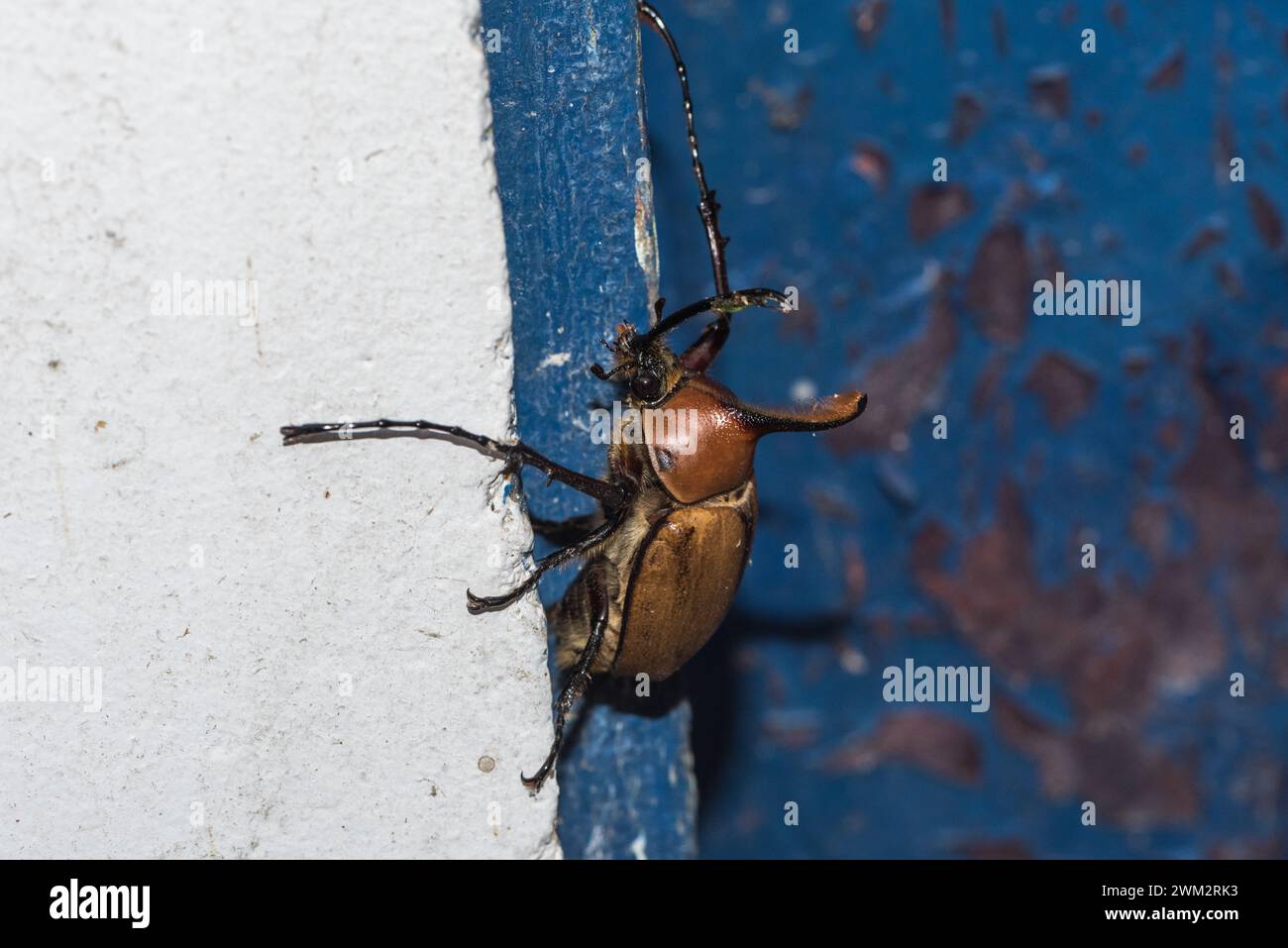 An Elephant Beetle (Golofa eacus) on a wall at Rio Blanco, Manizales, Colombia Stock Photo