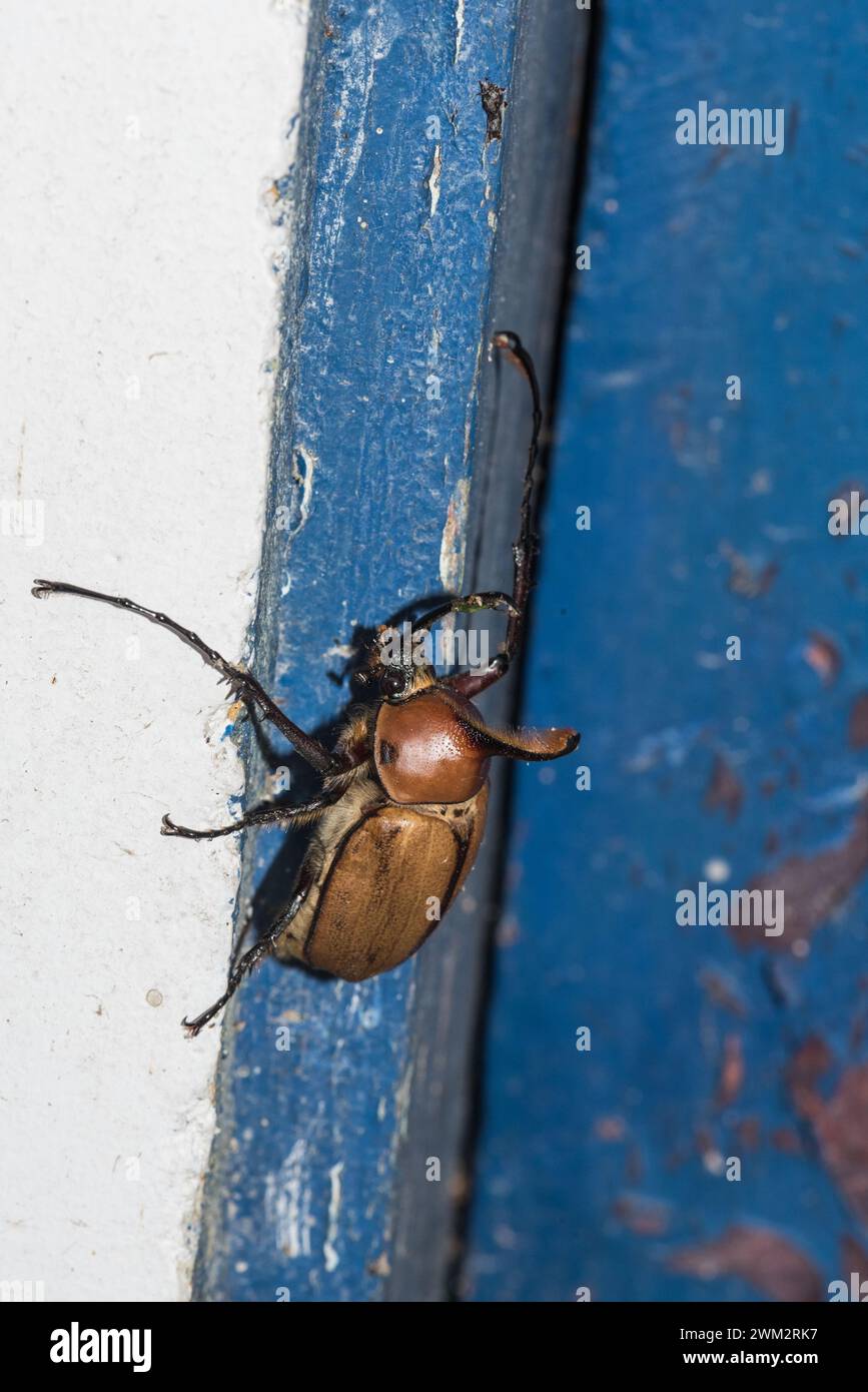An Elephant Beetle (Golofa eacus) on a wall at Rio Blanco, Manizales, Colombia Stock Photo