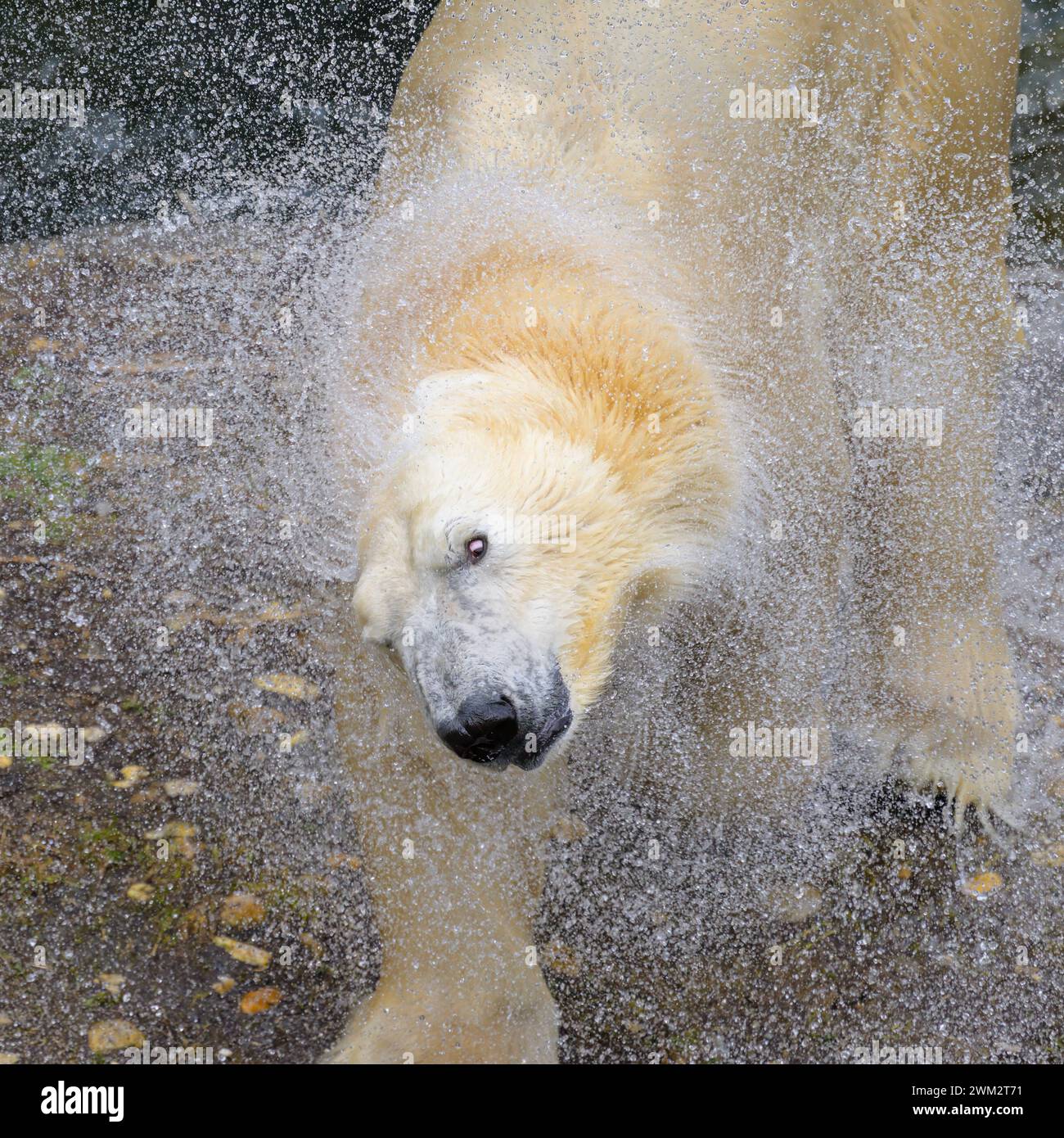 Portrait of a polar bear Ursus maritimus in the water in a zoo, splashing water Austria Stock Photo