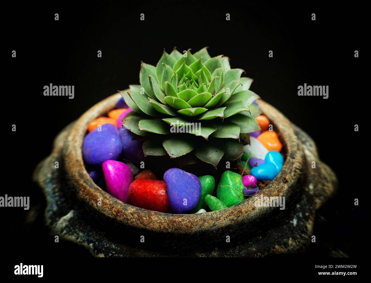 A tiny plant nestled among rocks, colorful stones, and a delicate flower Stock Photo