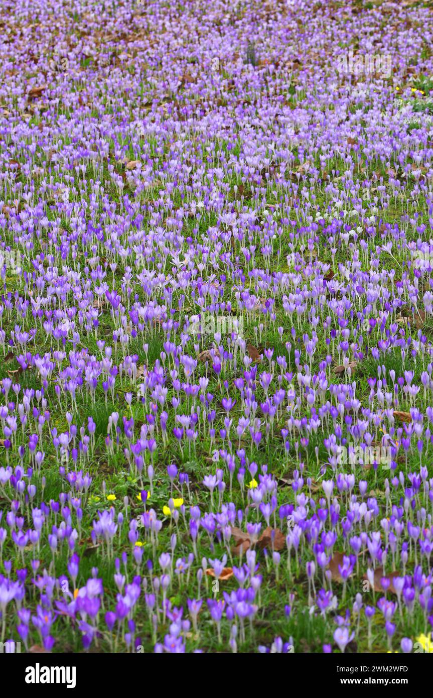 Crocus botanical illustration hi-res stock photography and images - Alamy
