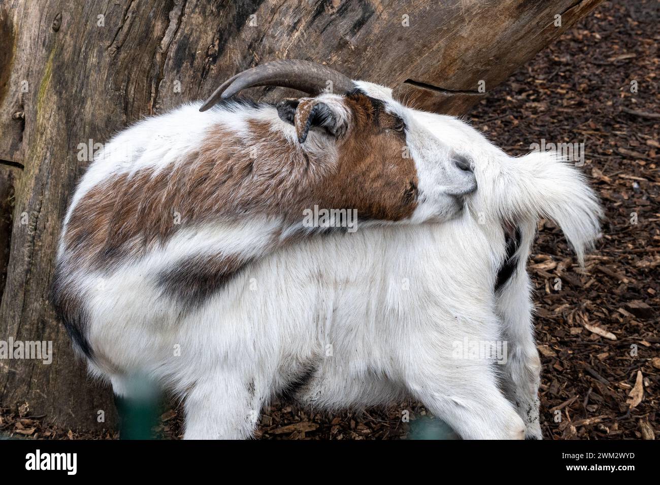a billy goat is itching Stock Photo
