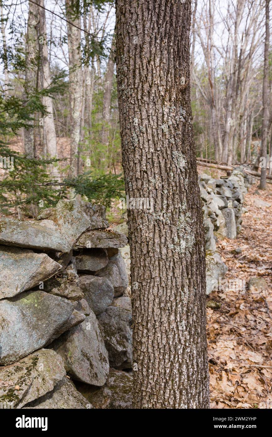Stone wall at Sandown Town Forest in Sandown, New Hampshire during the