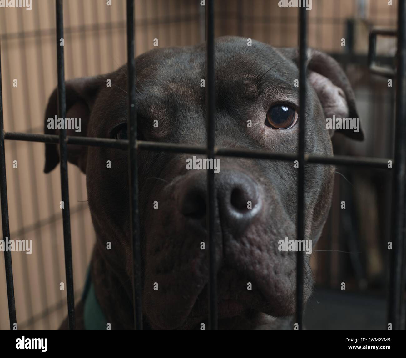 Resilience in confinement: A pit bull's strength shines through the bars. Break the chains, embrace compassion. ? #PitBullFreedom' Stock Photo