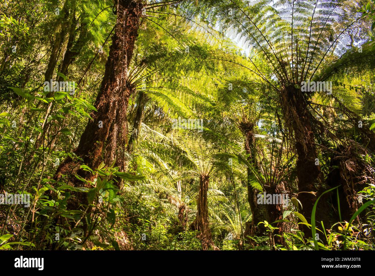 Native forest with many Dicksonia sellowiana (Xaxim), an endangered arborescent fern at the Ronda Natural Park in Sao Francisco de Paula (Brazil) Stock Photo