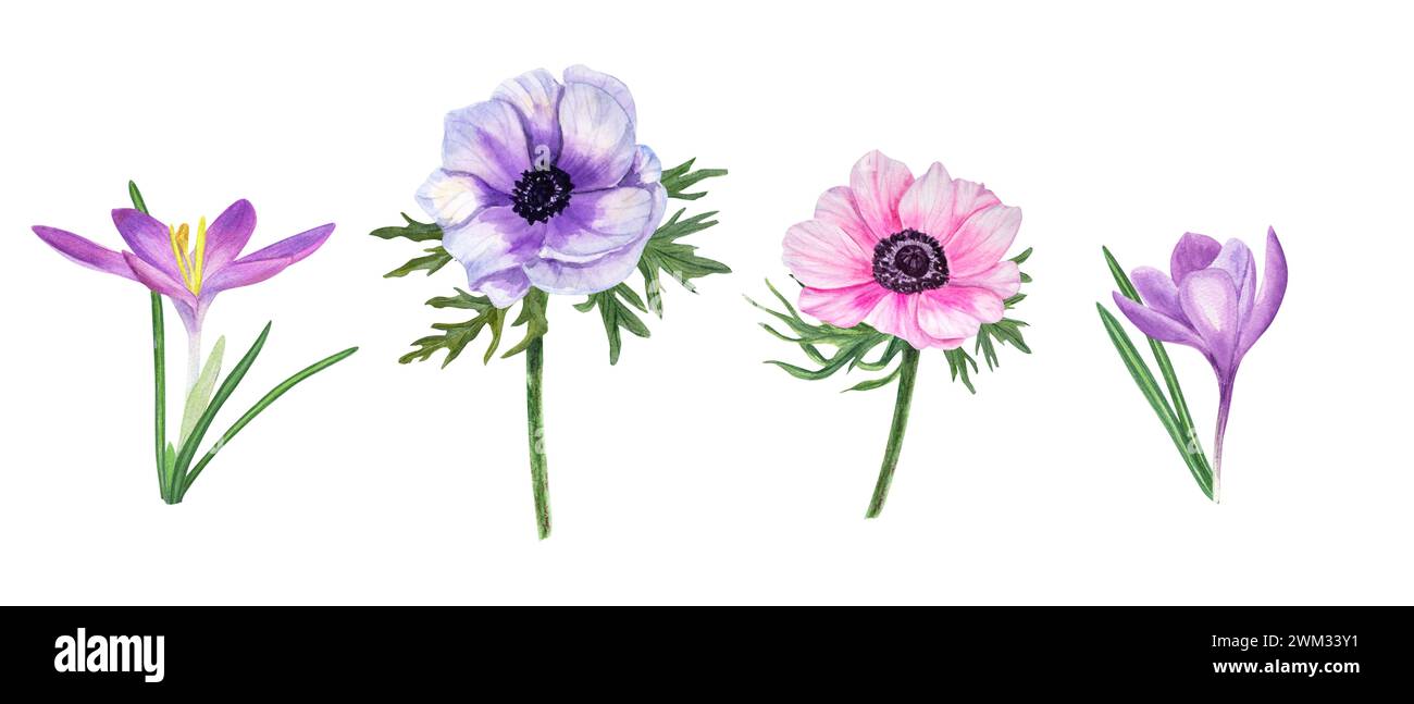 Set of anemones and crocuses. Spring pink and blue flowers. Saffron. Flower, leaf. Realistic composition. Watercolor floral illustration Stock Photo