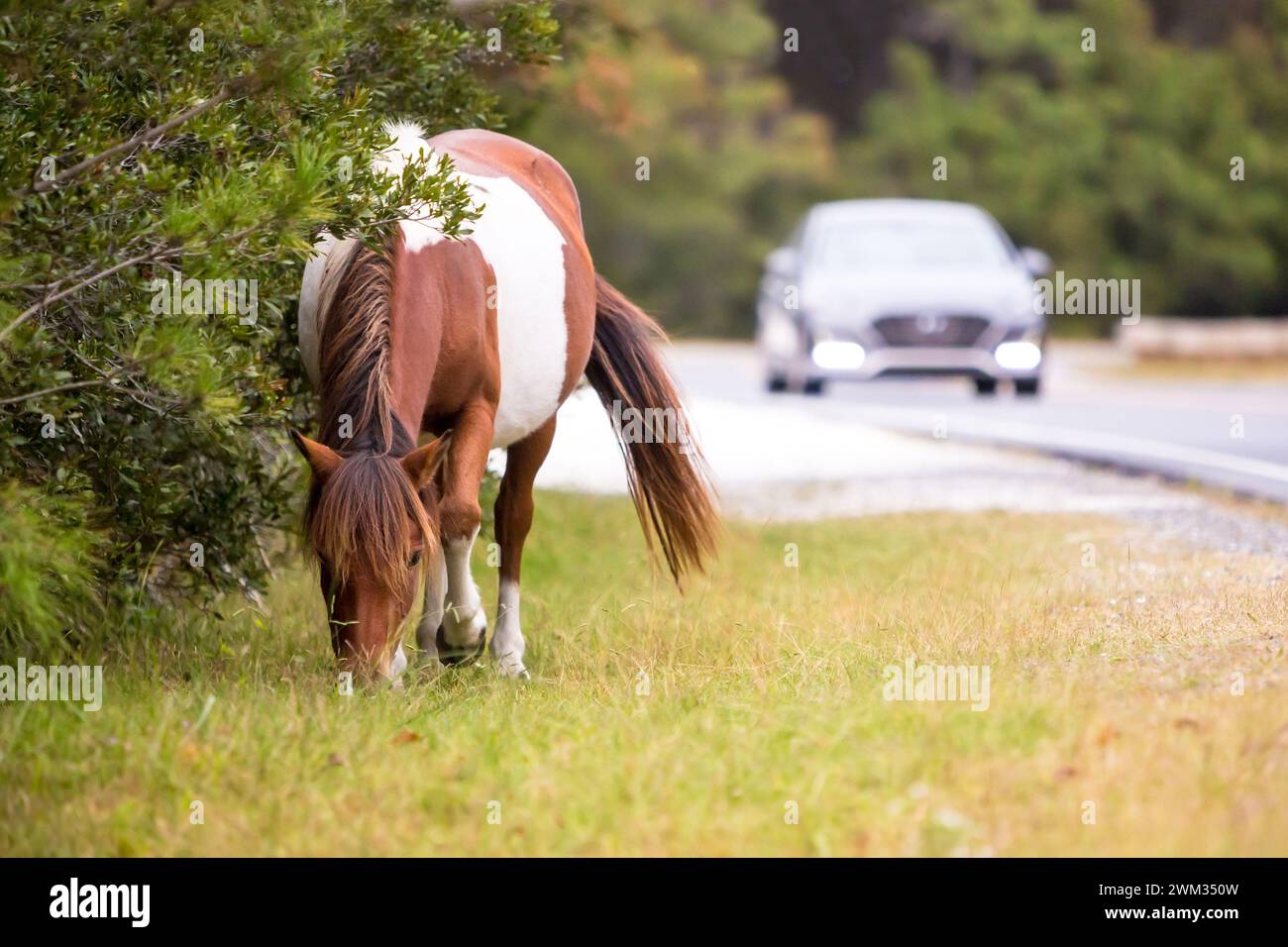 A wild pony (Equus caballus) grazing next to a road with an approaching ...