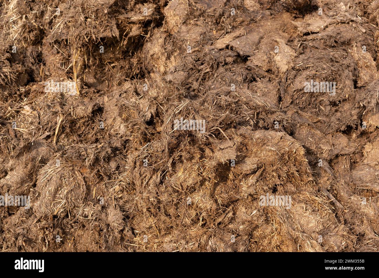 Cow muck hi-res stock photography and images - Alamy