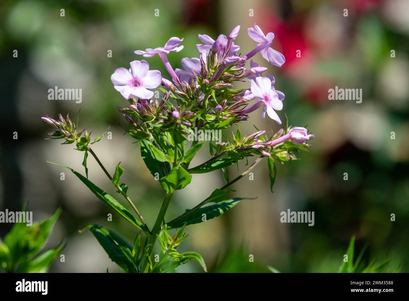Close up of pink garden phlox (phlox paniculata) flowers in bloom Stock Photo