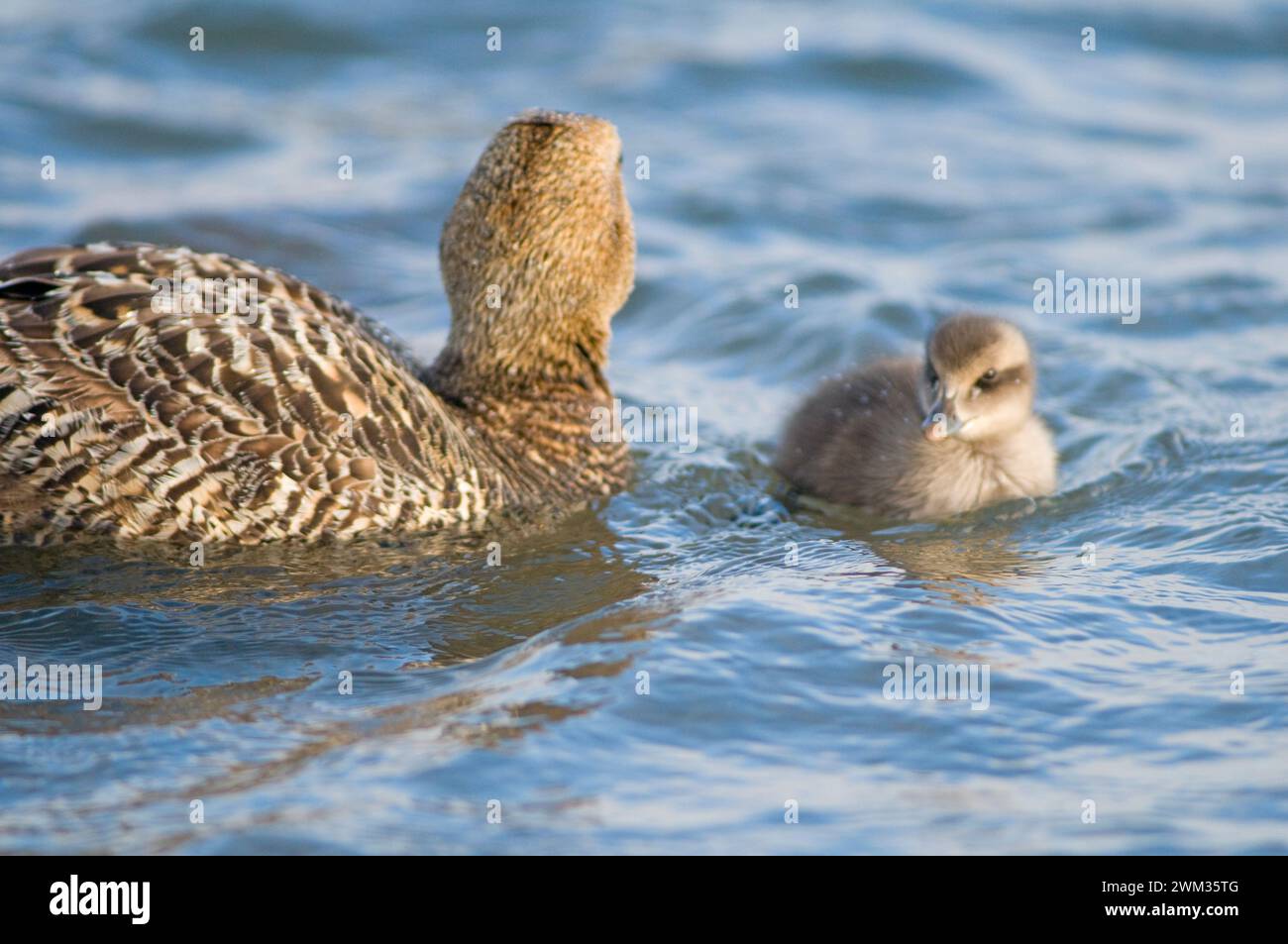 Group of common eider ducks Somateria mollissima mother and newborn ...