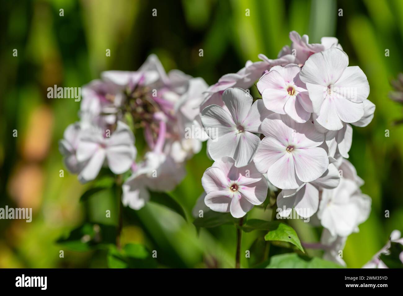 Close up of white garden phlox (phlox paniculata) flowers in bloom Stock Photo
