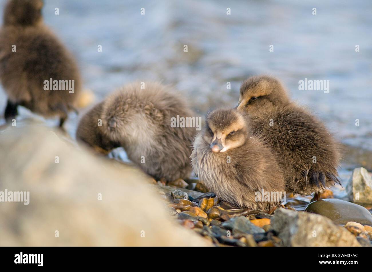 Group of common eider ducks Somateria mollissima mother and newborn ...