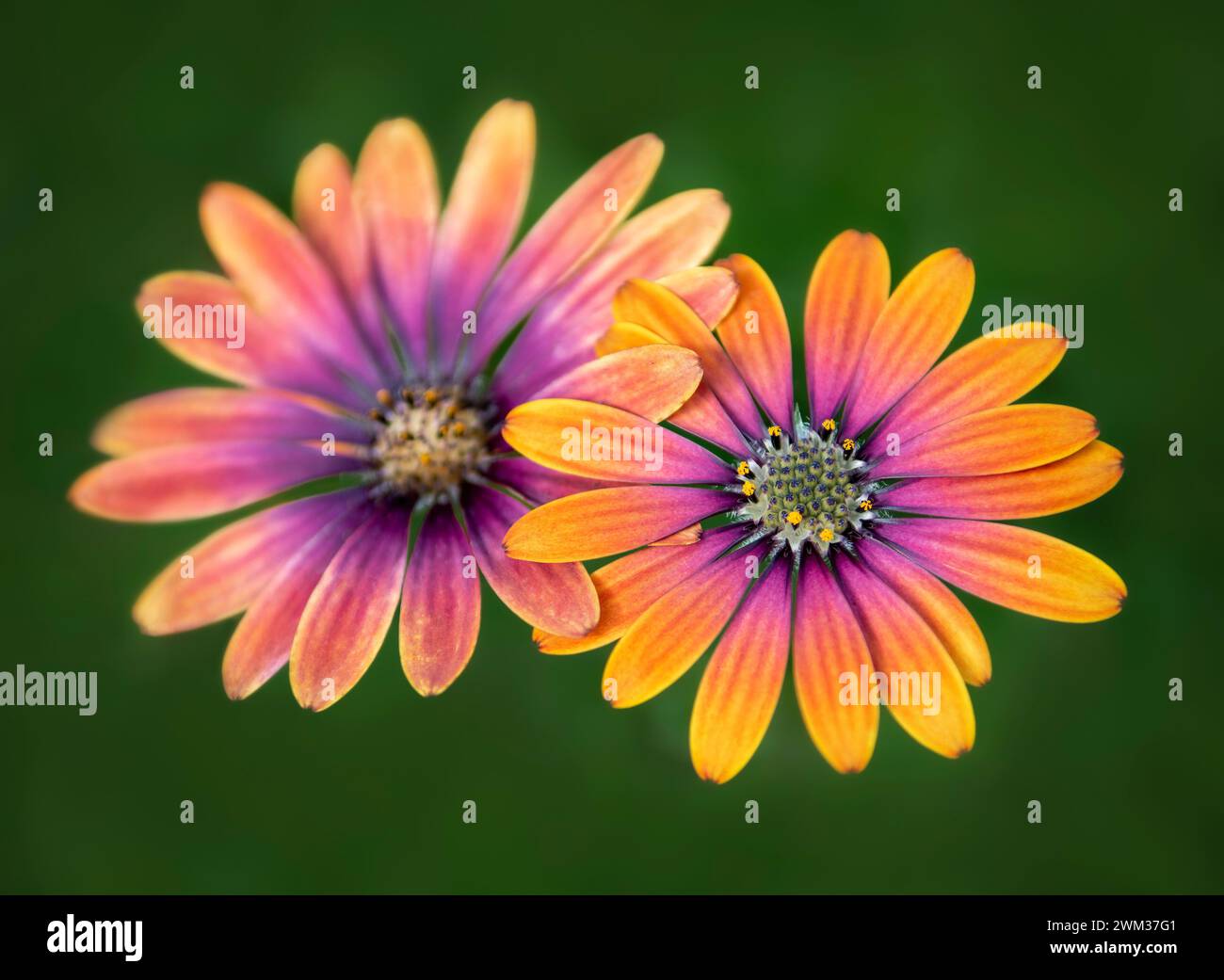 Beautirufl orange and pink flowering Osteospermum against out of focus green grass background in summer Stock Photo