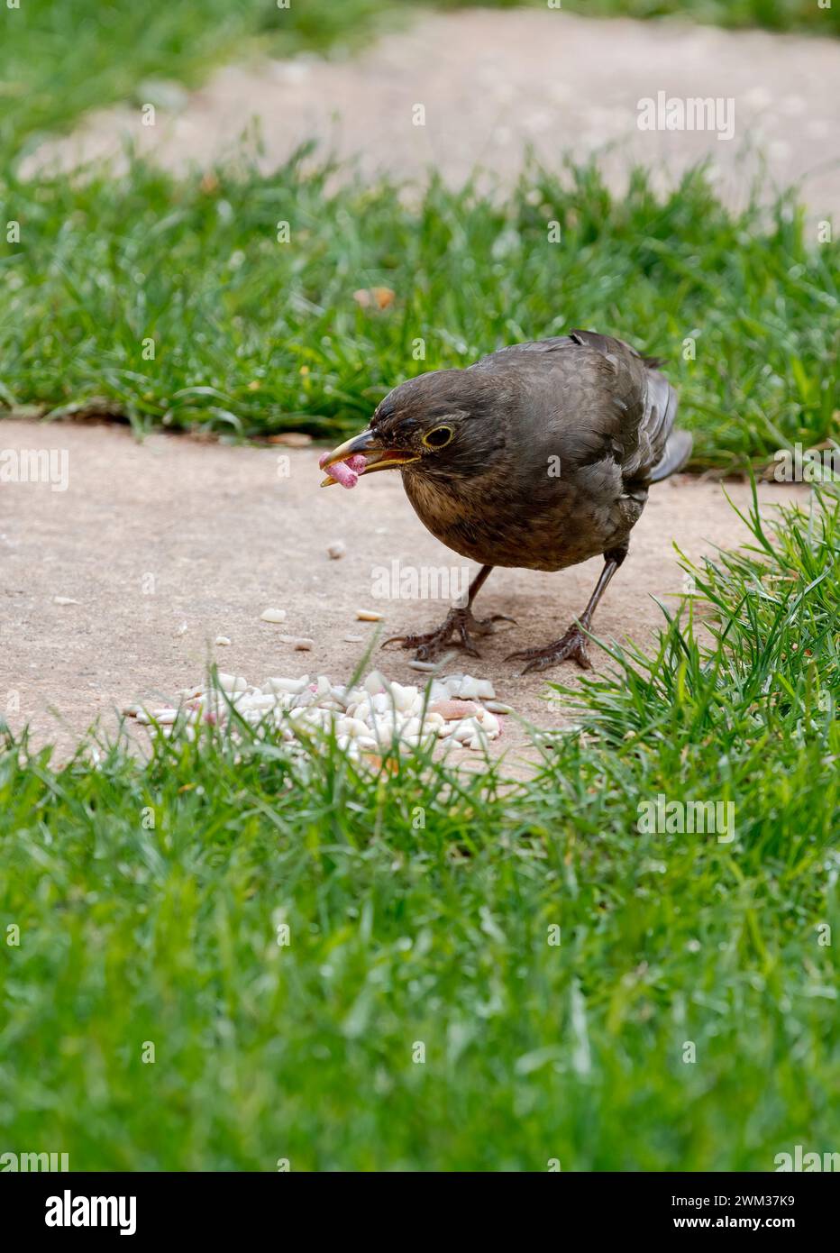 Juvenile blackbird in garden picking up suet pellets Stock Photo