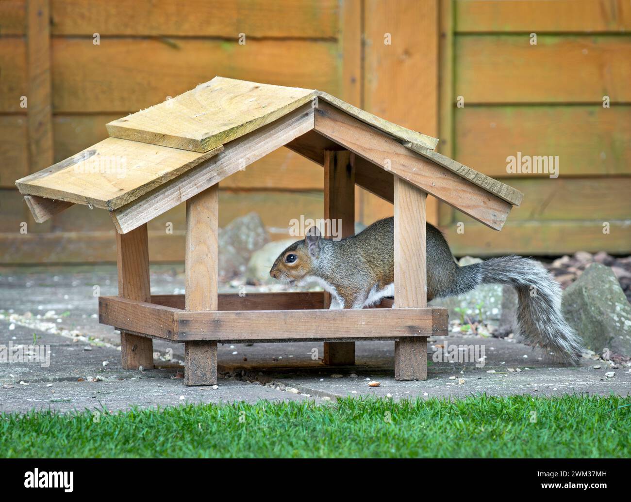 Grey Squirrel feeding on bird ground feeder Stock Photo