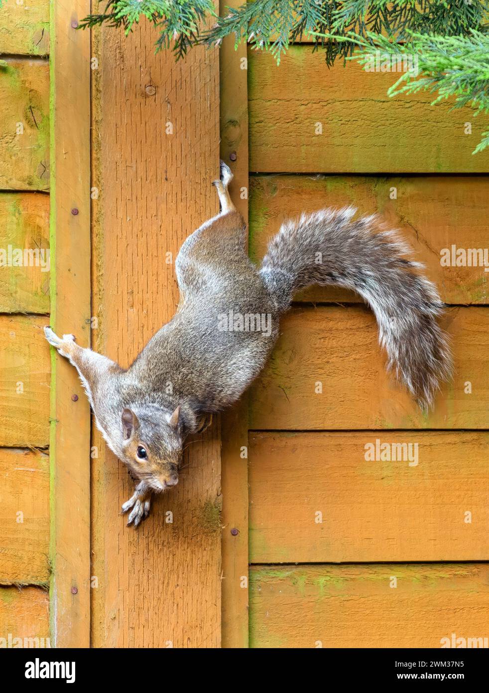 Grey Squirrel climbing down fence Stock Photo