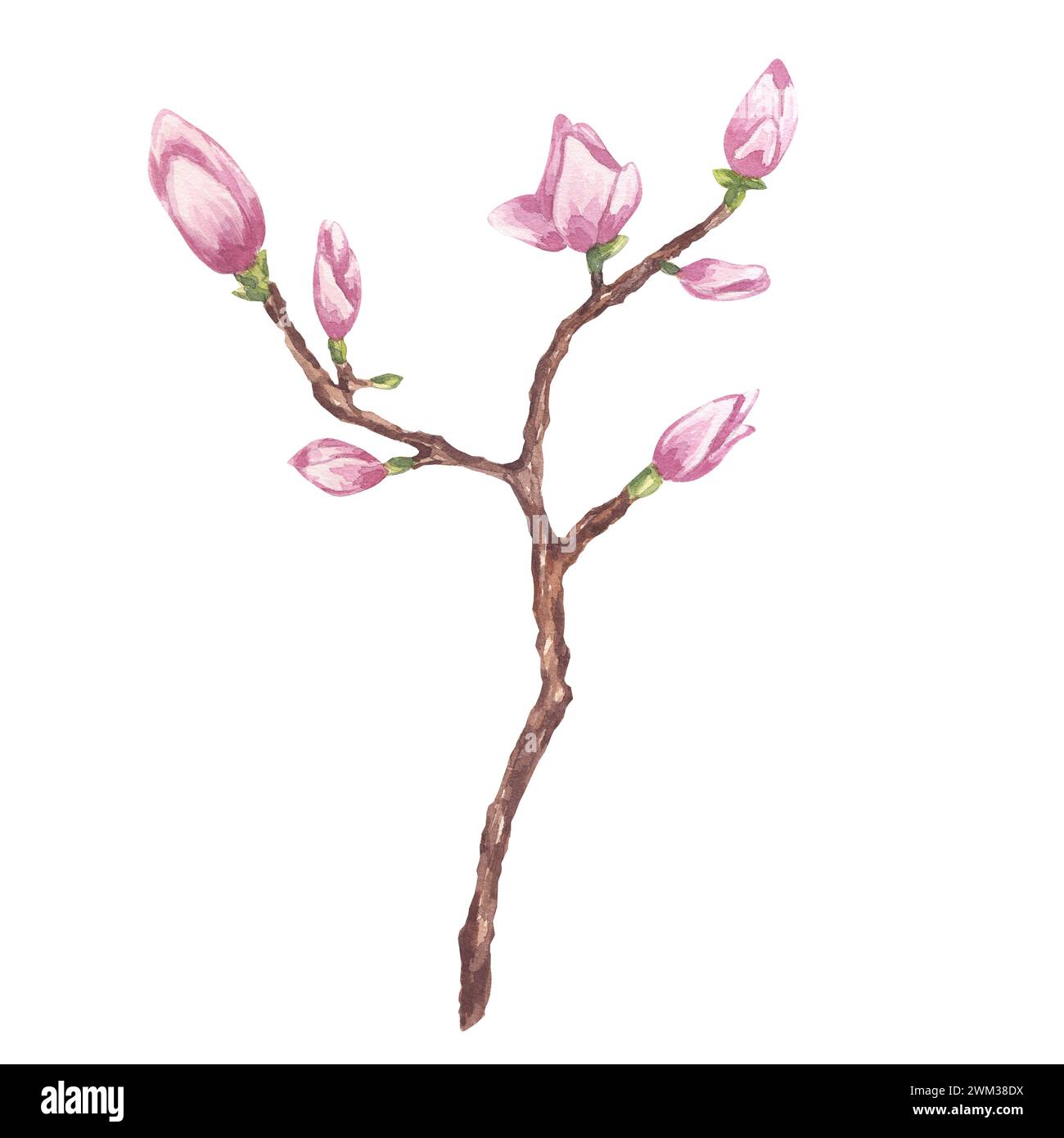 Pink magnolia flower. Branch with buds. Blooming floral clipart. Hand ...