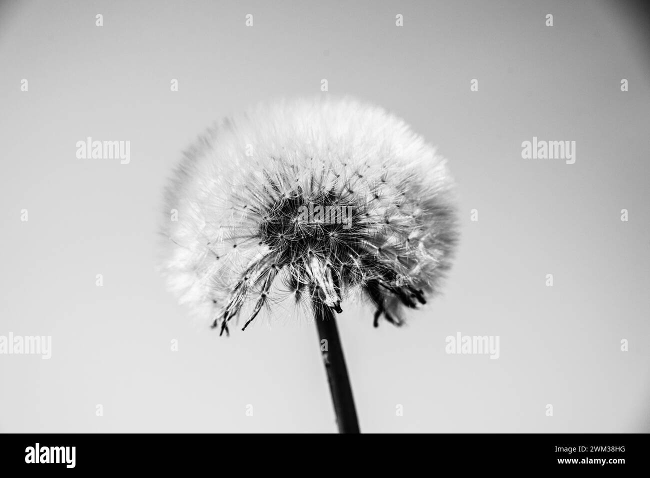 Close up dandelion meadow Black and White Stock Photos & Images - Alamy