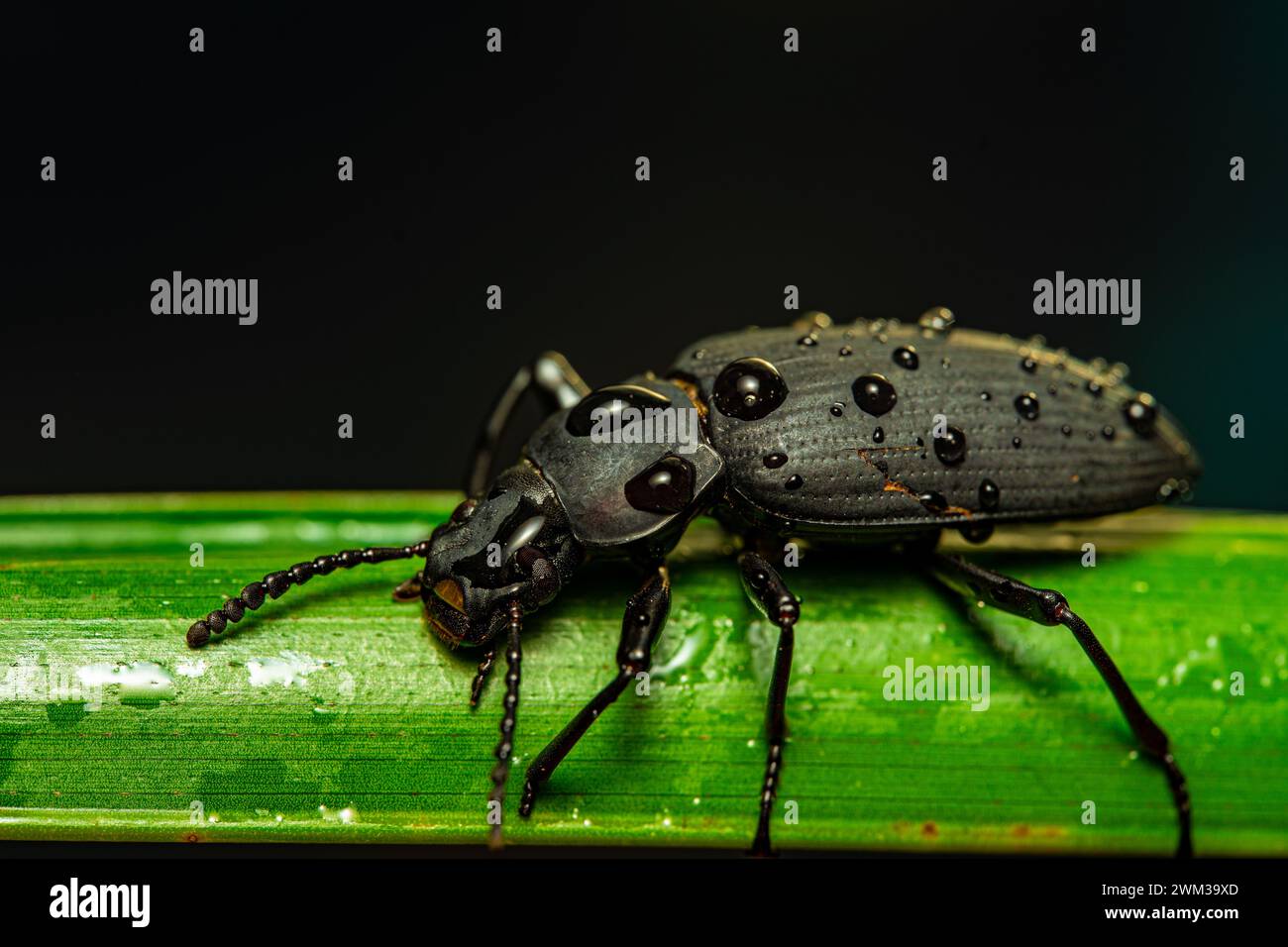 Darkling beetle. Coleoptera Carabidae Insects in Nature. Mealworm ...