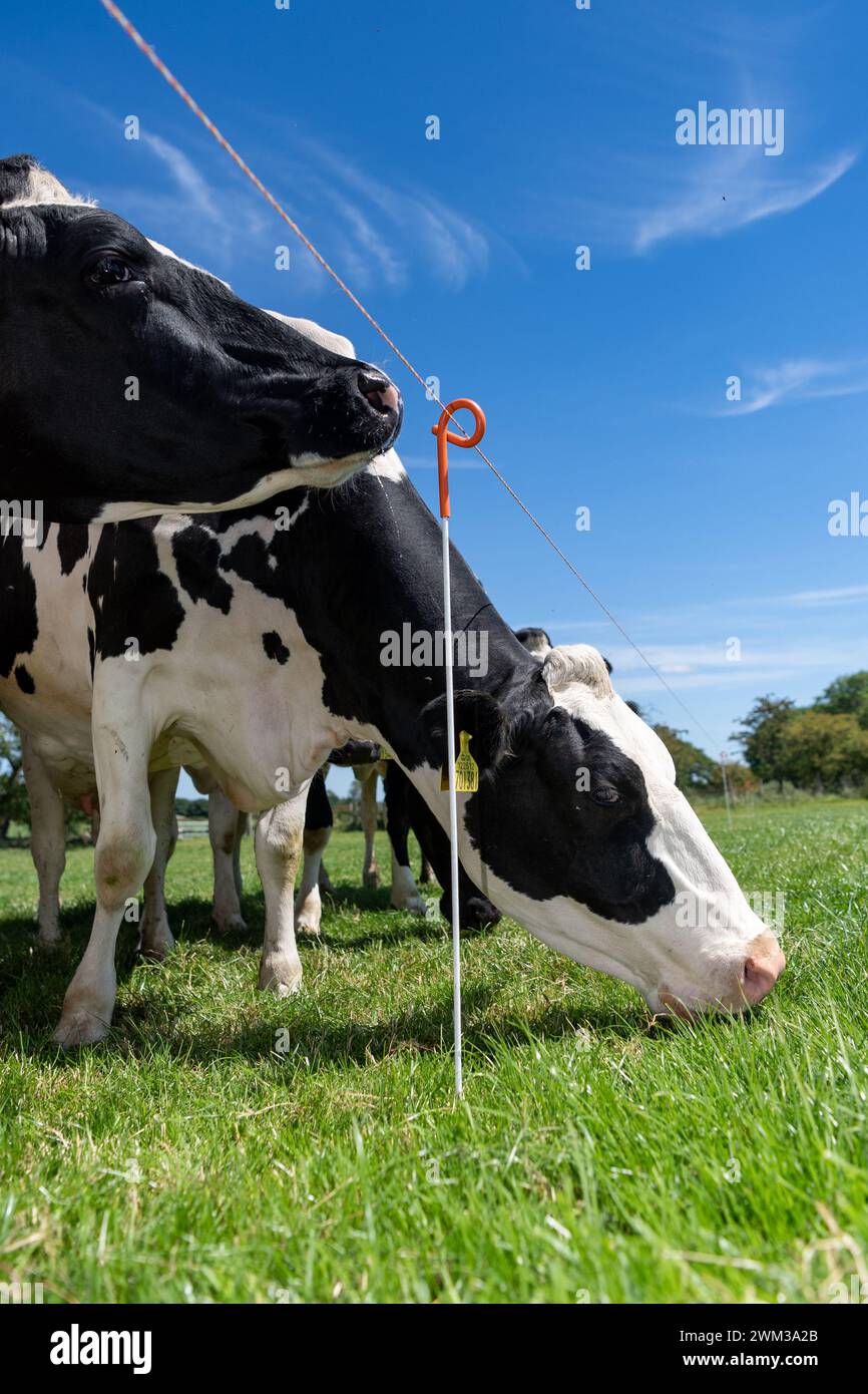 Herd of dairy cattle in fresh pasture behind an electric fence as part ...