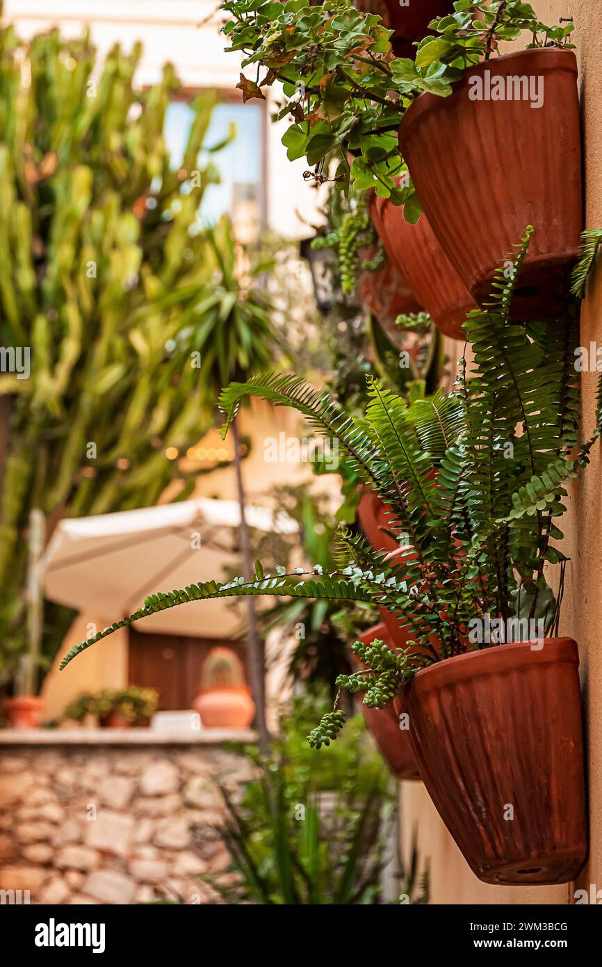 a green corner with evergreen plants adorning the wall Stock Photo Alamy