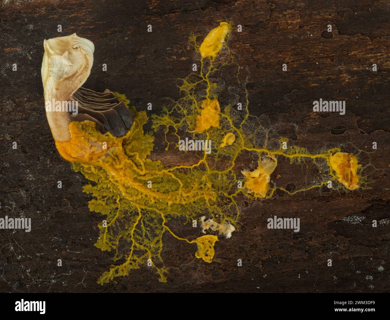 slime mold plasmodium (Badhamia utricularis) networked to feed on rolled oats and a piece of mushroom Stock Photo