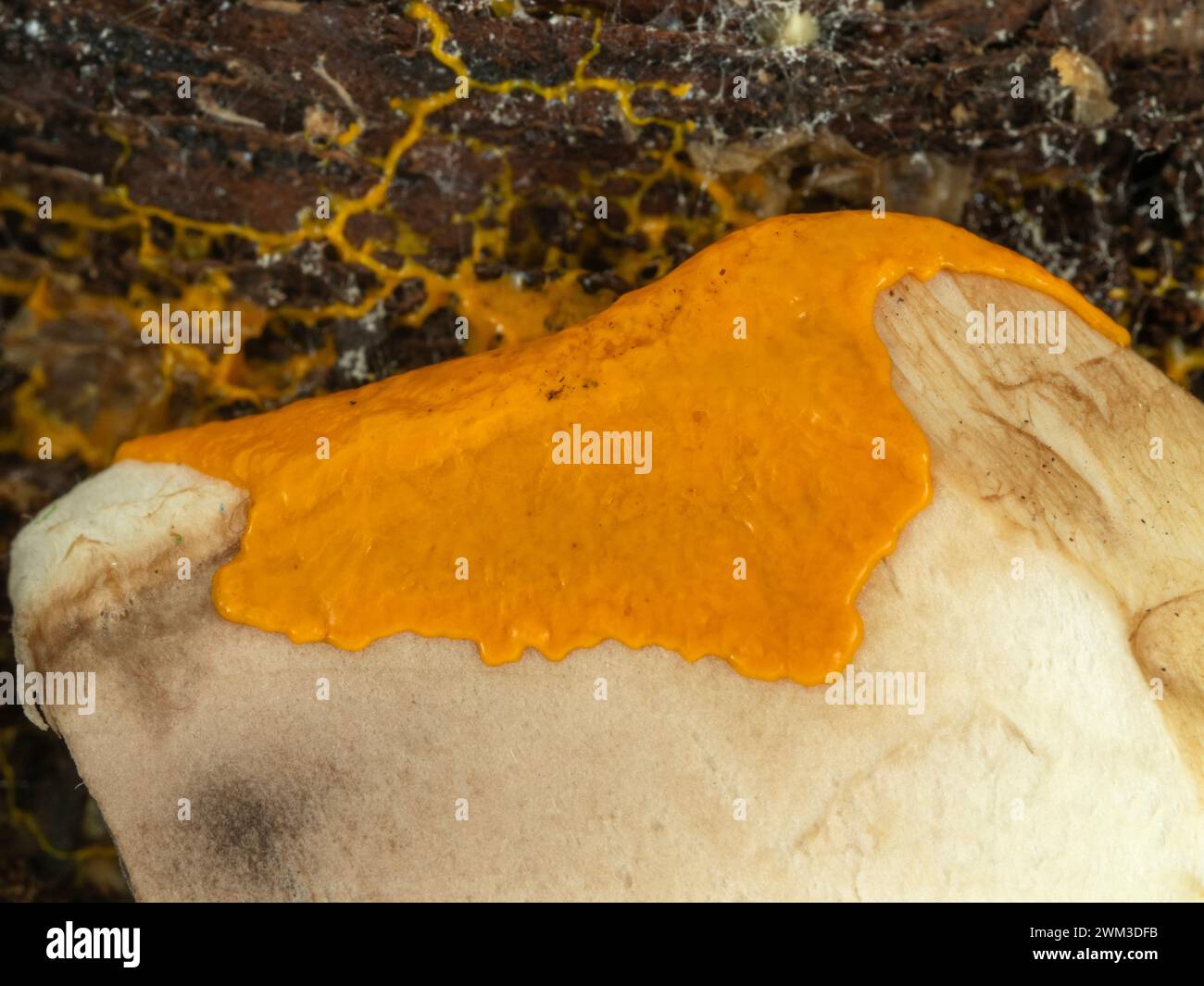plasmodium of an orange slime mold (Badhamia utricularis) spreading across and feeding on a piece of mushroom Stock Photo