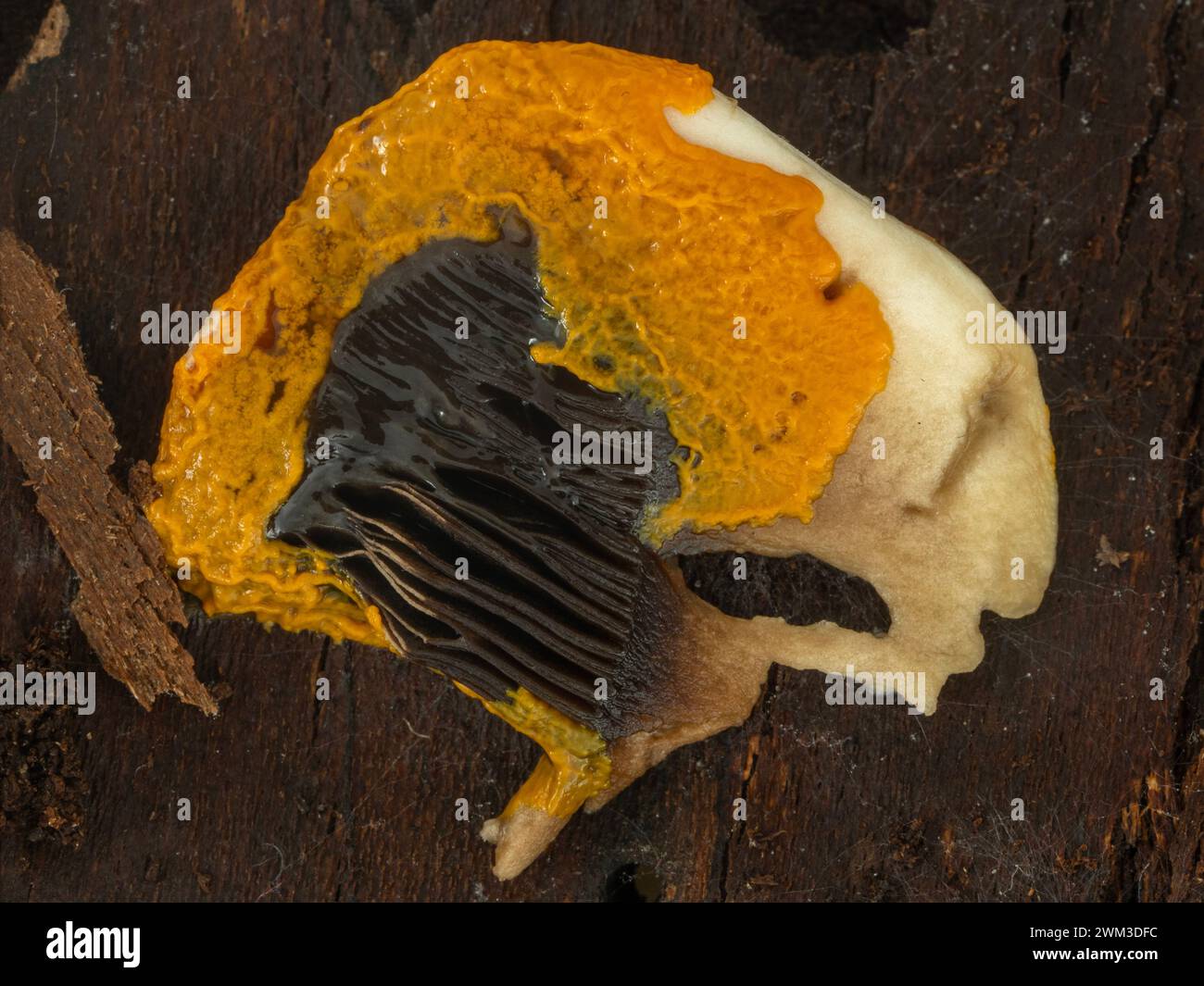bright orange plasmodium of a slime mold (Badhamia utricularis) spreading over a piece of mushroom to feed Stock Photo