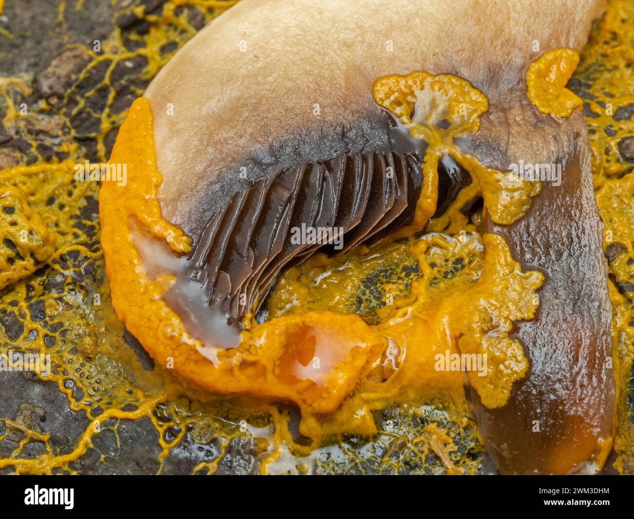 bright orange plasmodium of a slime mold (Badhamia utricularis) feeding on a slice of mushroom Stock Photo