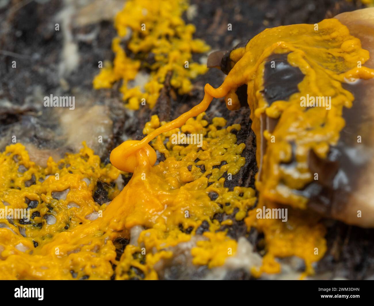 colorful orange plasmodium of a slime mold (Badhamia utricularis) spreading across rotten wood and onto a slice of mushroom Stock Photo