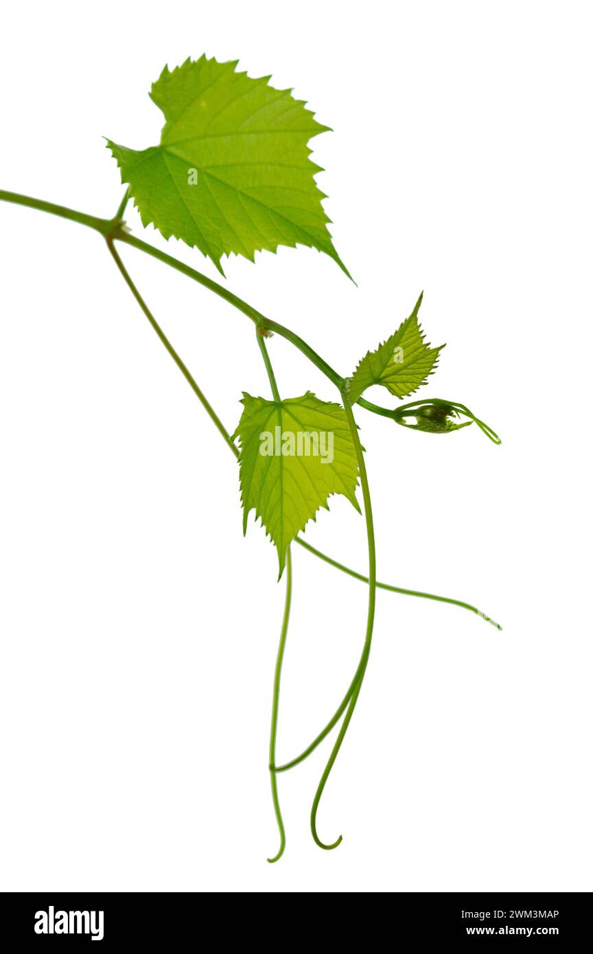 Fresh Green grape vine branch leaves. Greenery. Vine branch, isolated