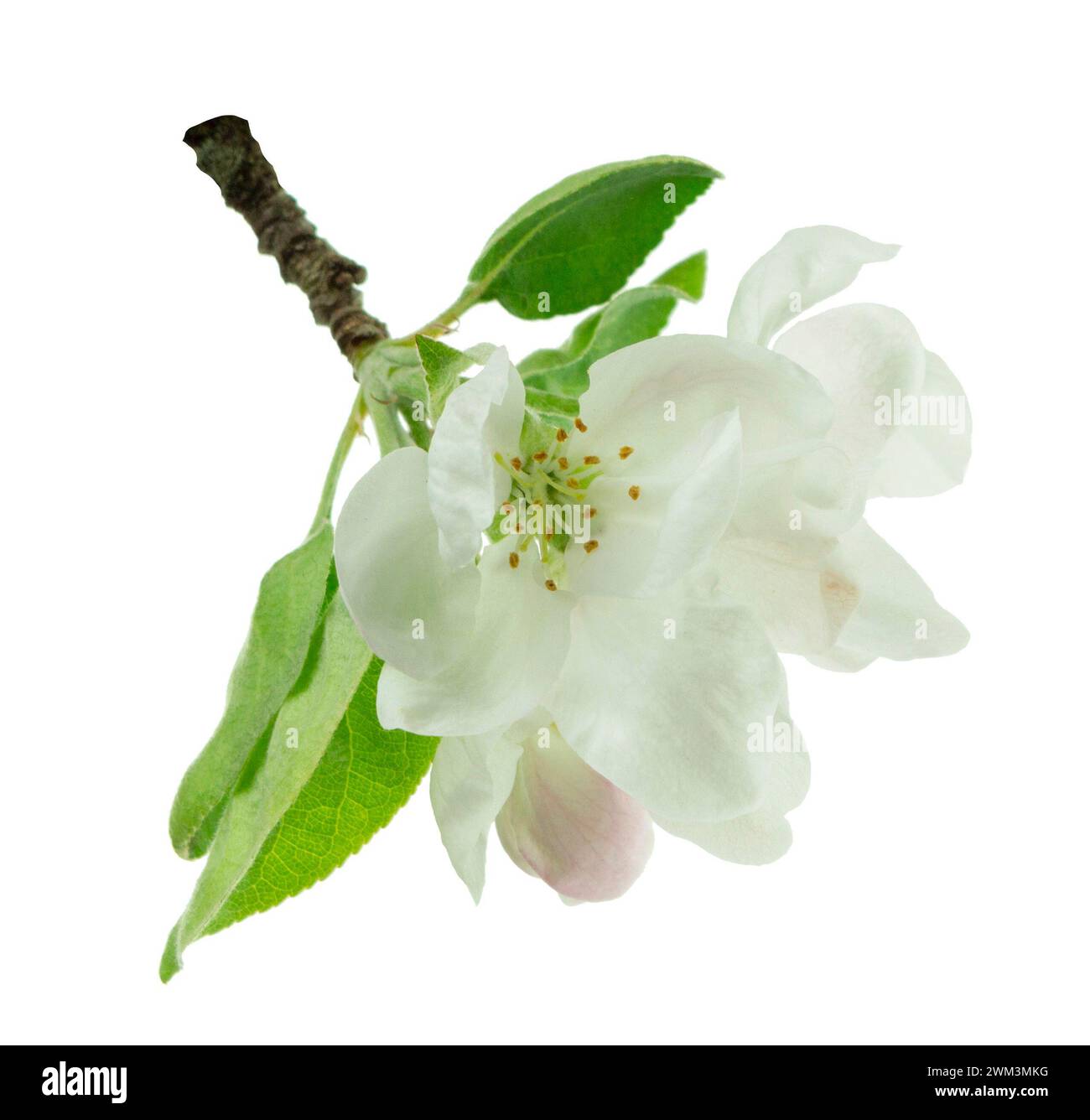 Blooming branch apple tree with bright white flowers in spring. isolated.  Banner. Apple tree flowers . Spring and white flowers bloom. Blooming garde Stock Photo