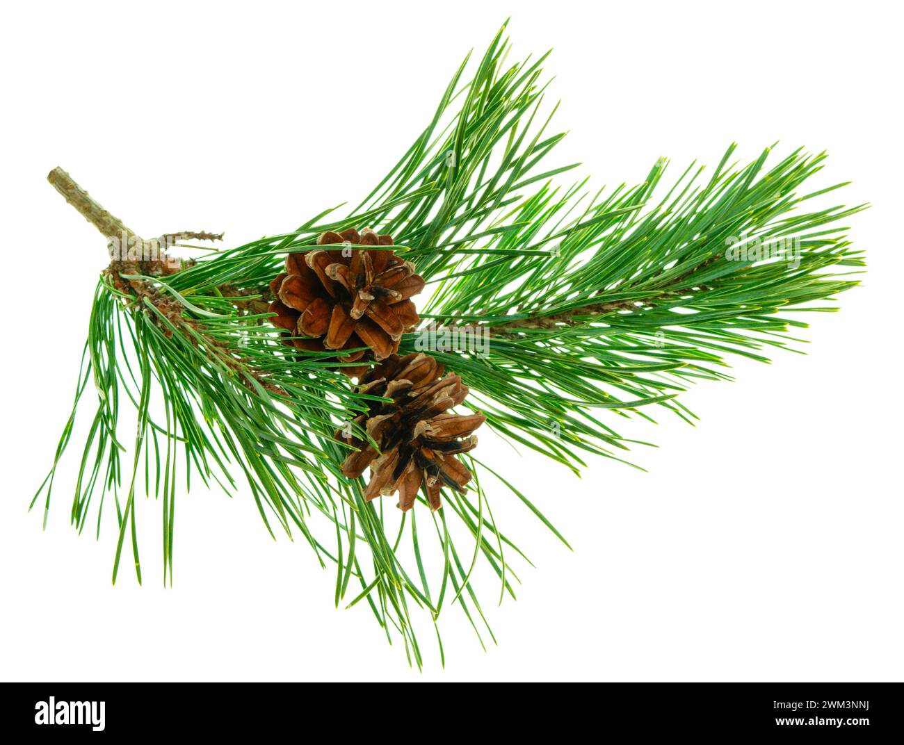 Cones on a branch isolated on white. Spruce branch with cones. Young pine cone on a green tree branch. Coniferous evergreen bumps with fruits. Christm Stock Photo