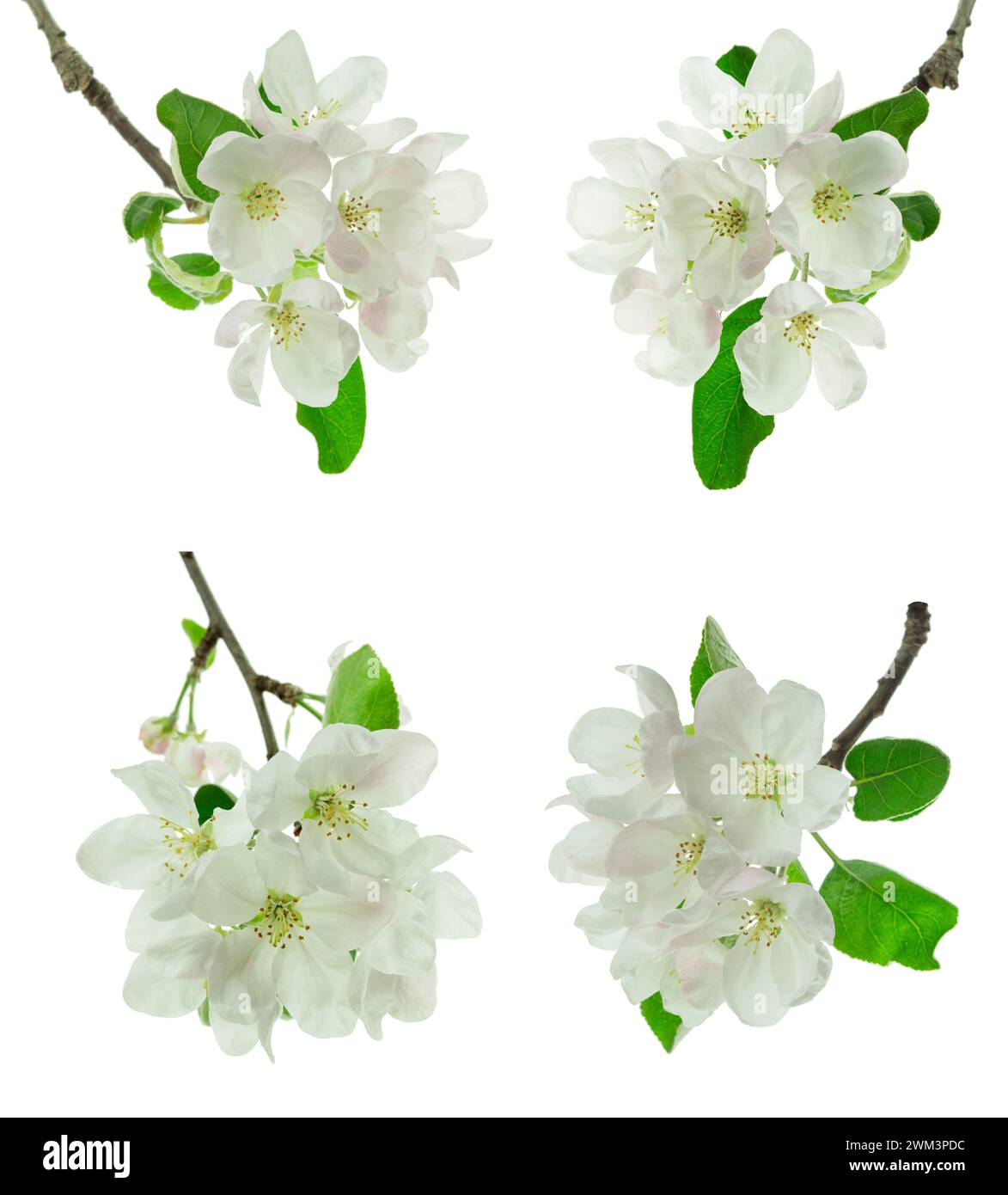 branch blossom apple. Beautiful nature. blooming apple tree. apple tree blossoms closeup. Plant