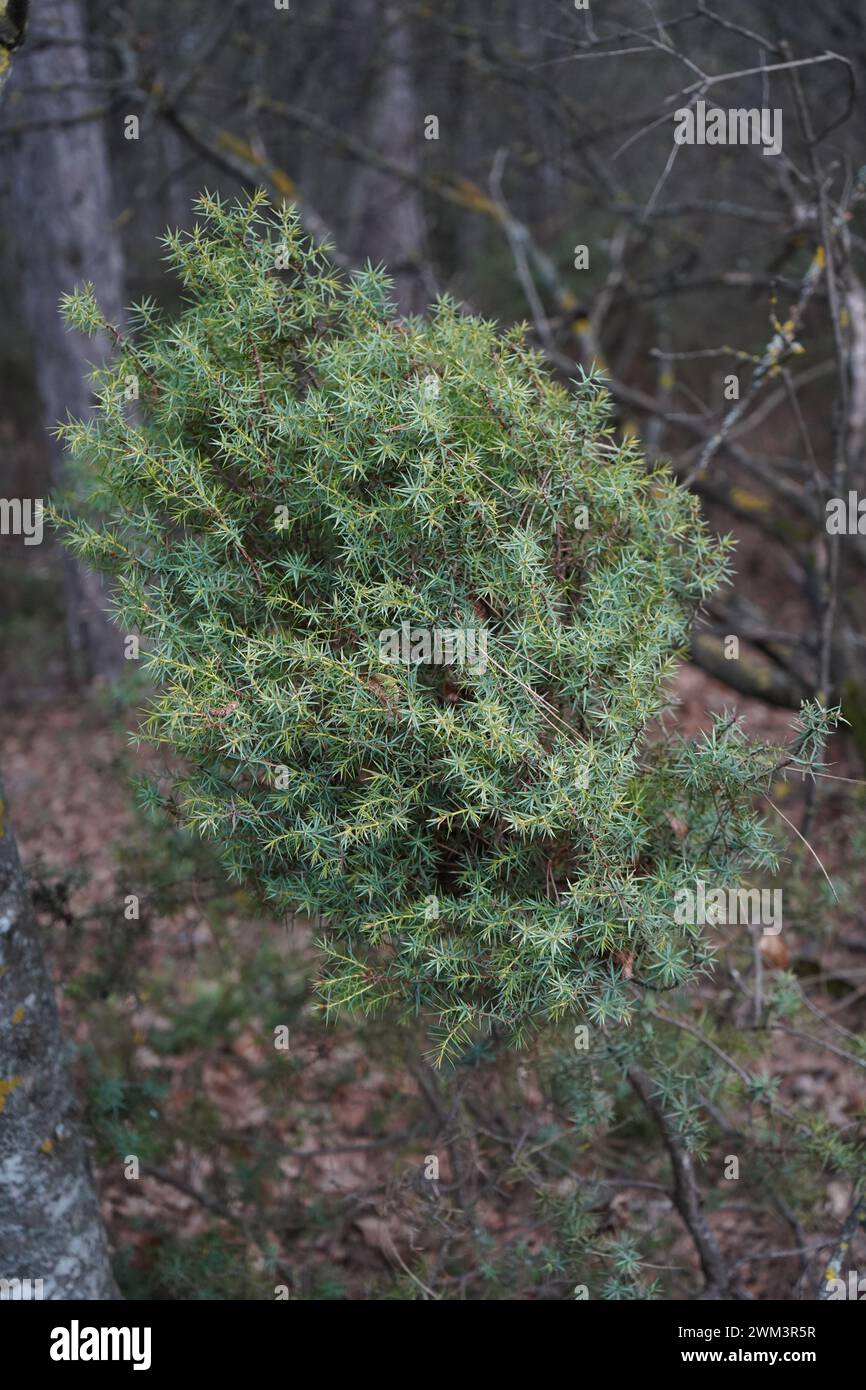 Juniper, Cade, Cade juniper, prickly juniper, prickly cedar, or sharp cedar(Juniperus oxycedrus). Stock Photo