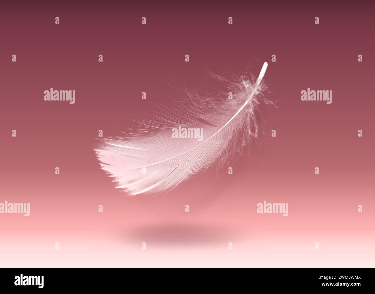 Fluffy bird feather falling on color background Stock Photo - Alamy