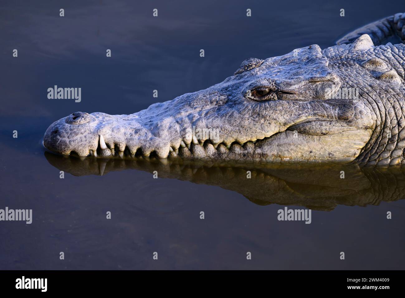 Crocodile, San Blas, Nayarit, Mexico. Stock Photo