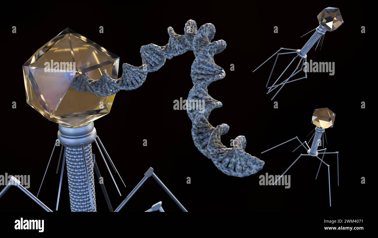 3d rendering of the nucleic acids of bacteriophages can be DNA, double-stranded, and linear Stock Photo