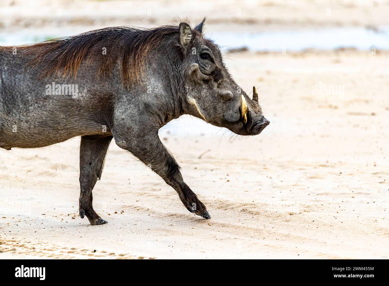 Common warthog posing for a photograph, Chobe National Park, Botswana Stock Photo