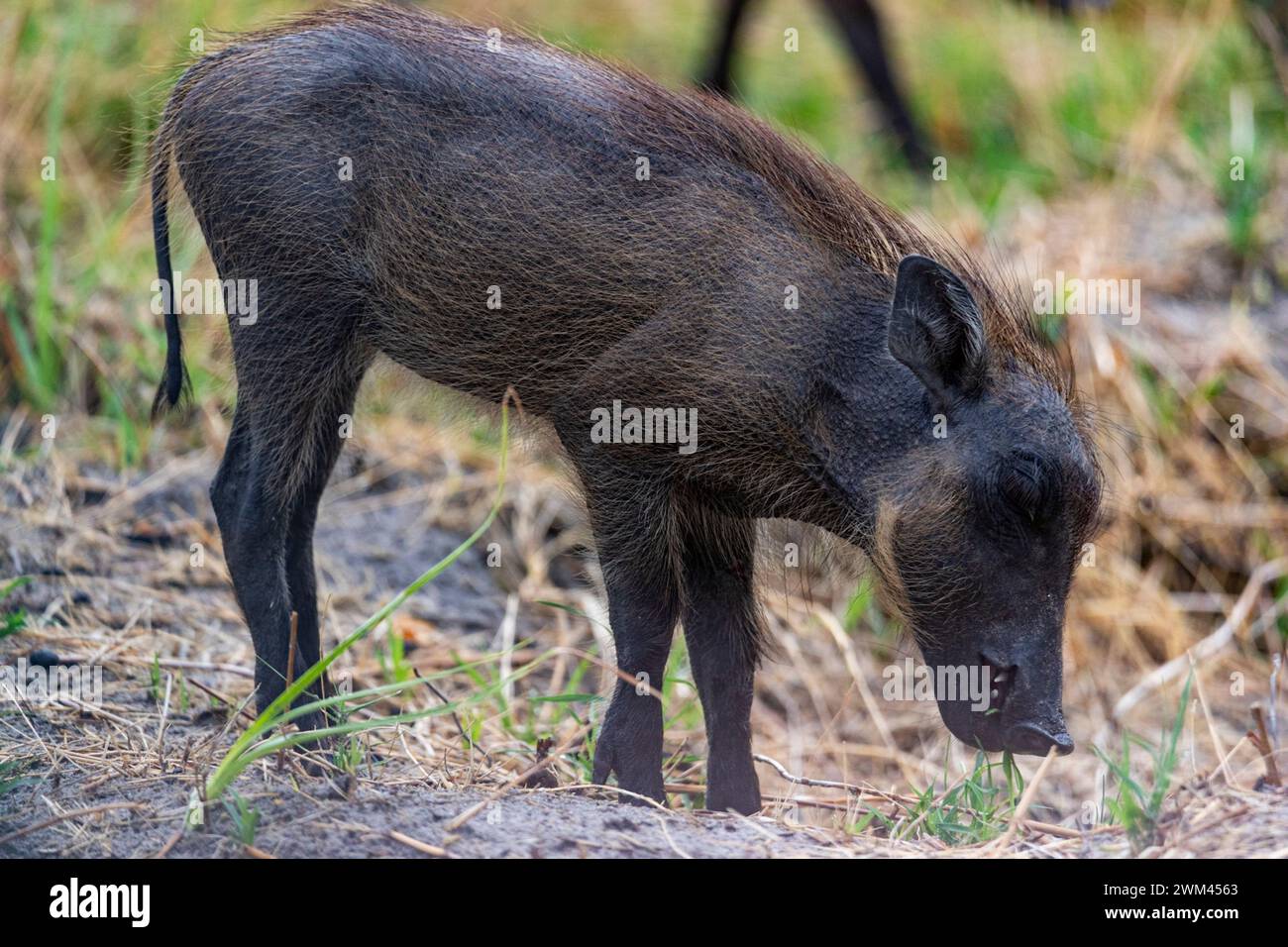 Young warthog eating grass, Chobe National Park, Botswana Stock Photo