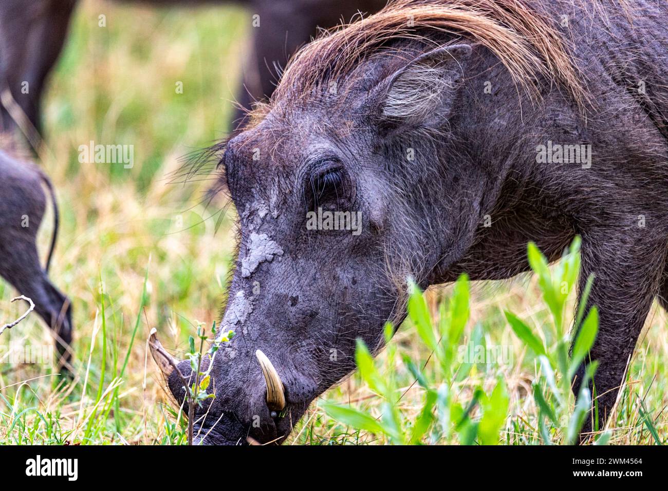 Warthog eating, Chobe National Park, Botswana Stock Photo