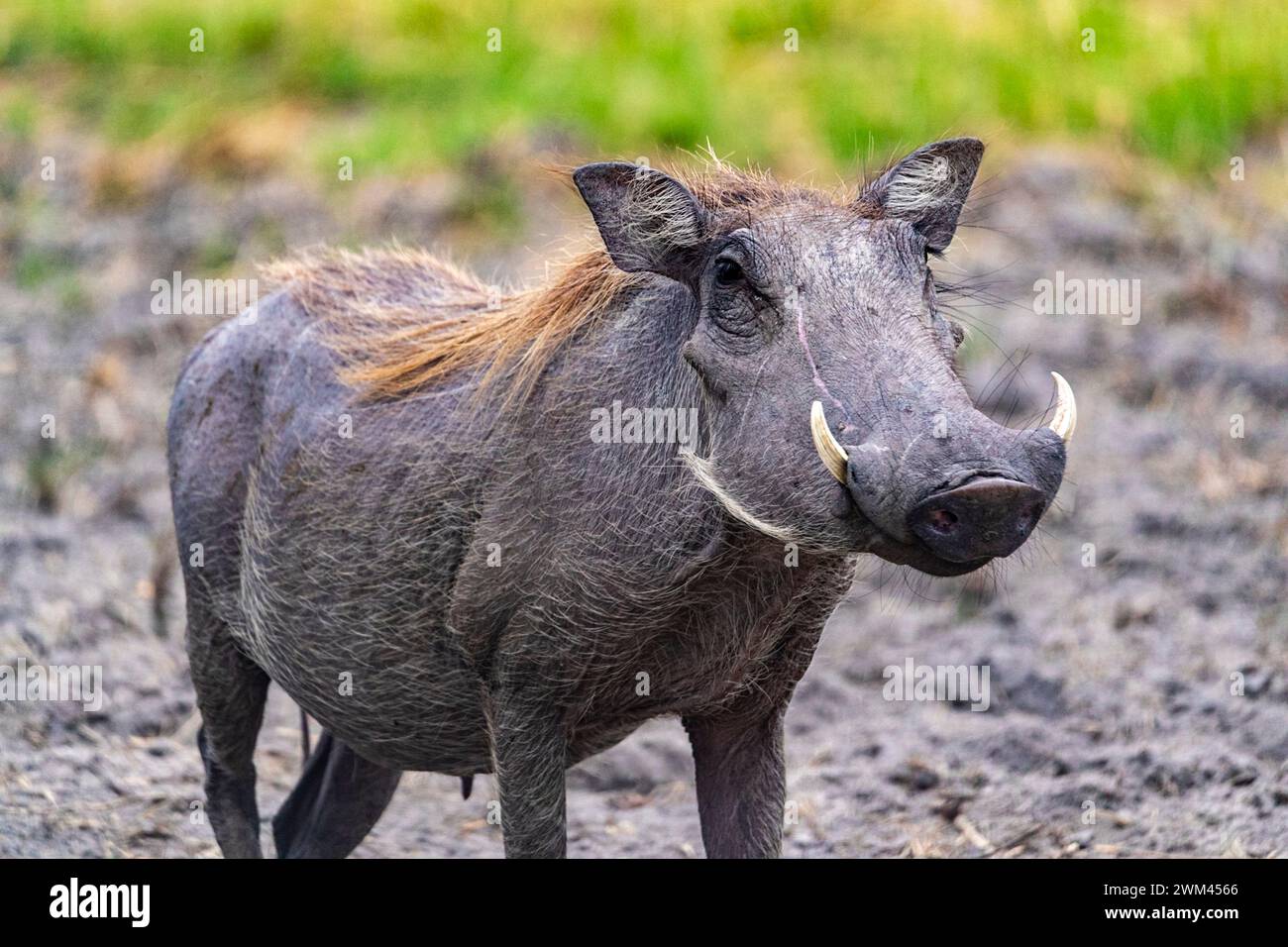 Common warthog posing for a photograph, Chobe National Park, Botswana Stock Photo