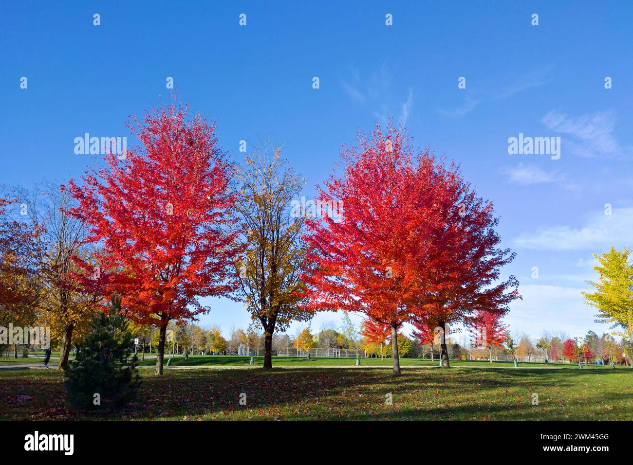 Red maple trees in the park with blue sky background Stock Photo