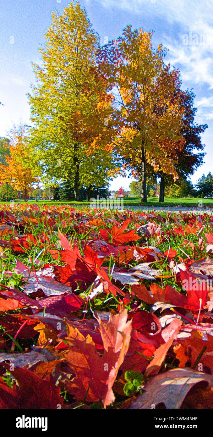 Low angle view maple trees hi-res stock photography and images - Alamy