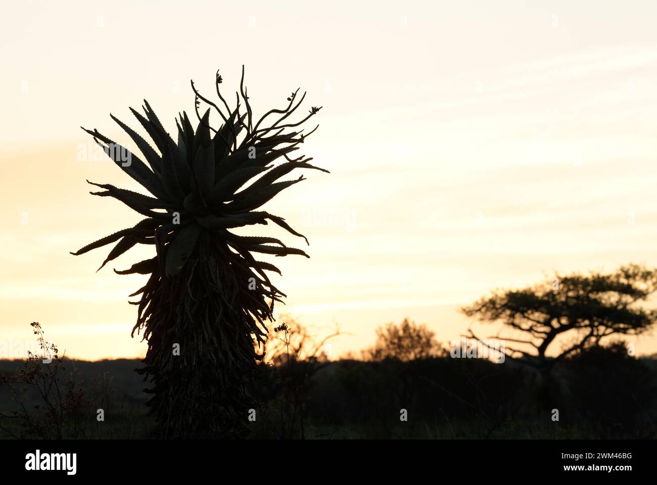 Beautiful Africa landscape, silhouette, succulent Aloe plant at sunset, beauty in nature, African travel destination, safari attraction Stock Photo