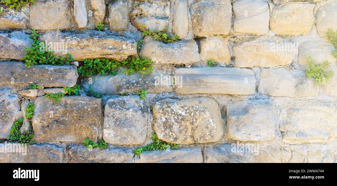 The Stone wall with green vegetation in castle Stock Photo - Alamy