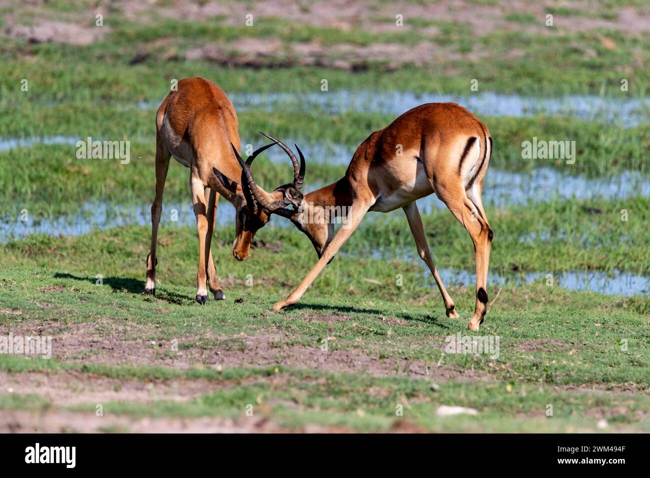 Duelling Impalas, Chobe National Park, Botswana Stock Photo