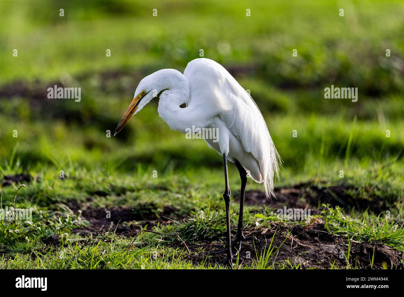 Male builds nest before attracting female hi-res stock photography and