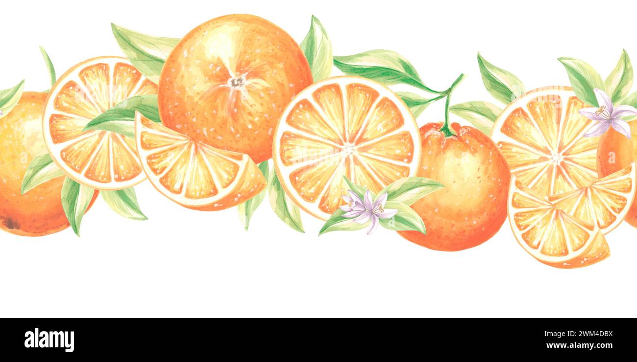 Seamless border with oranges fruit, slice, flowers and leaves. Watercolor hand drawn illustration of citrus. Template background with fruits plants fo Stock Photo