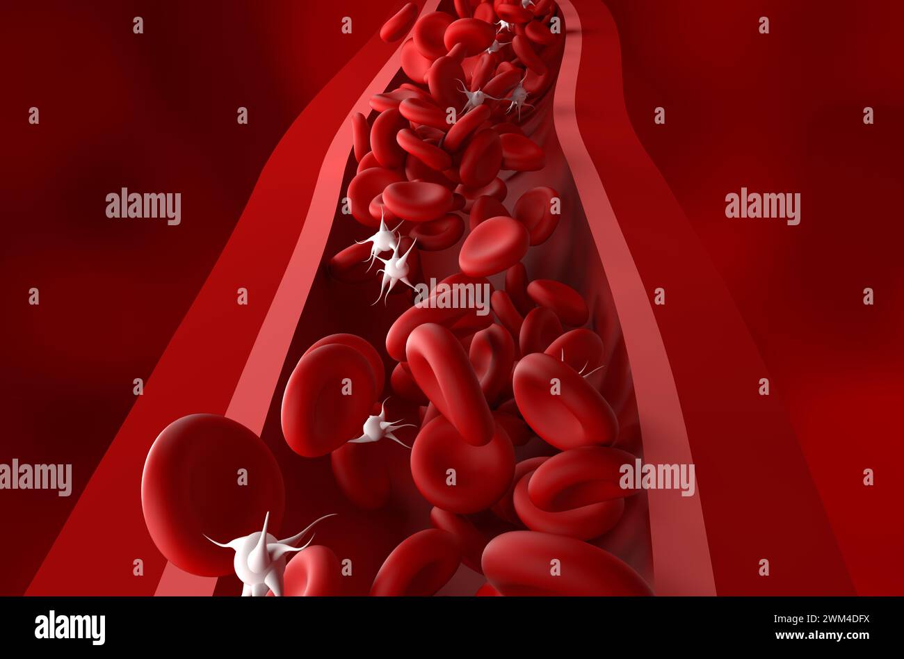 Reduced platelet (thrombocytes) count in Immune thrombocytopenic purpura (ITP) - front view 3d illustration Stock Photo